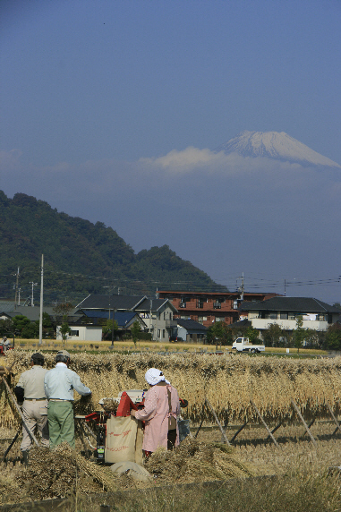 秋の穫り入れを見つめる富士山・脇由利子さん
