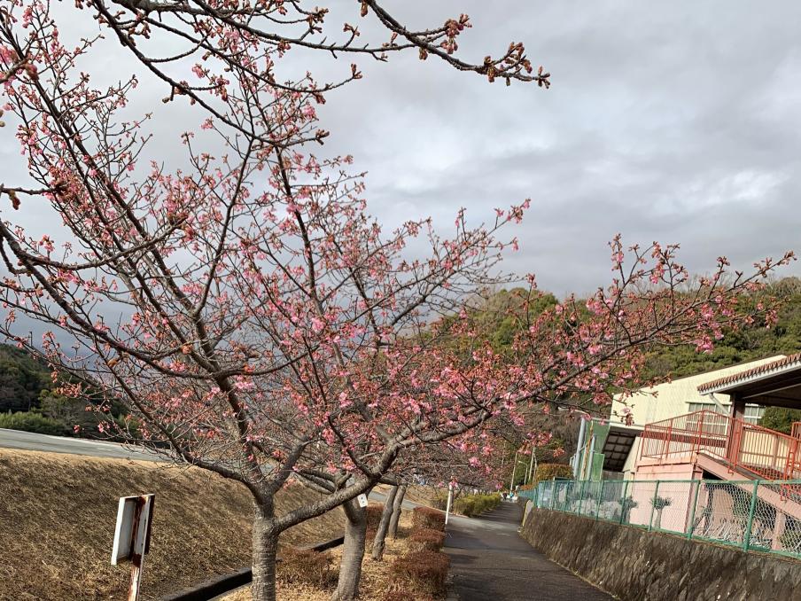 2024年2月6日の桜（伊豆中央高校前）