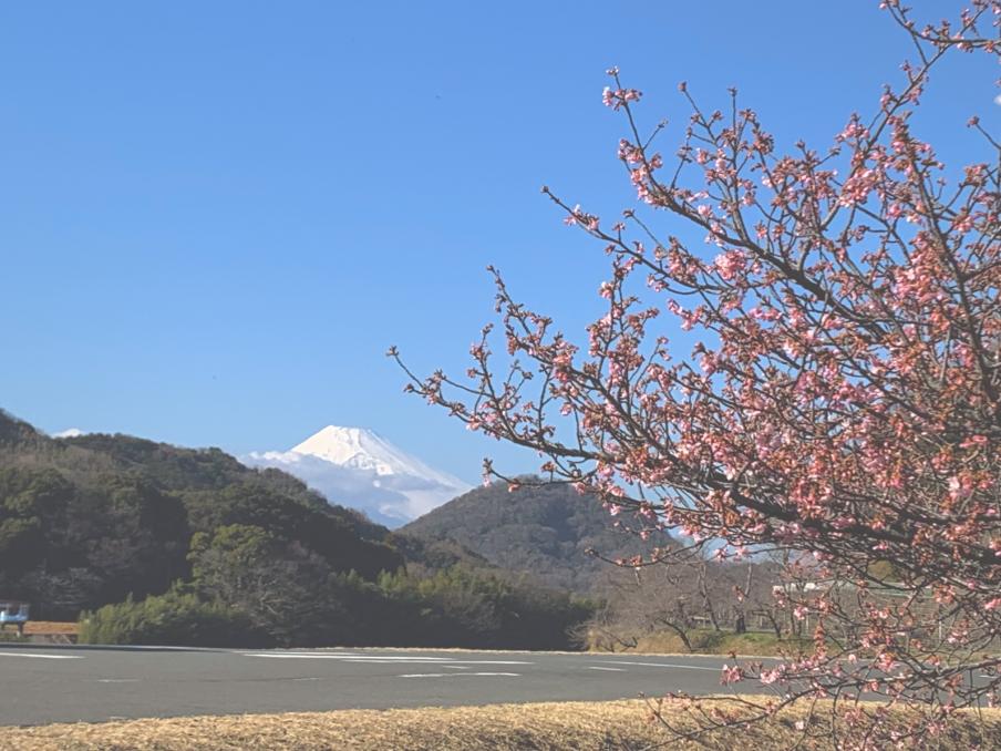2024年2月13日の桜（伊豆中央高校前）