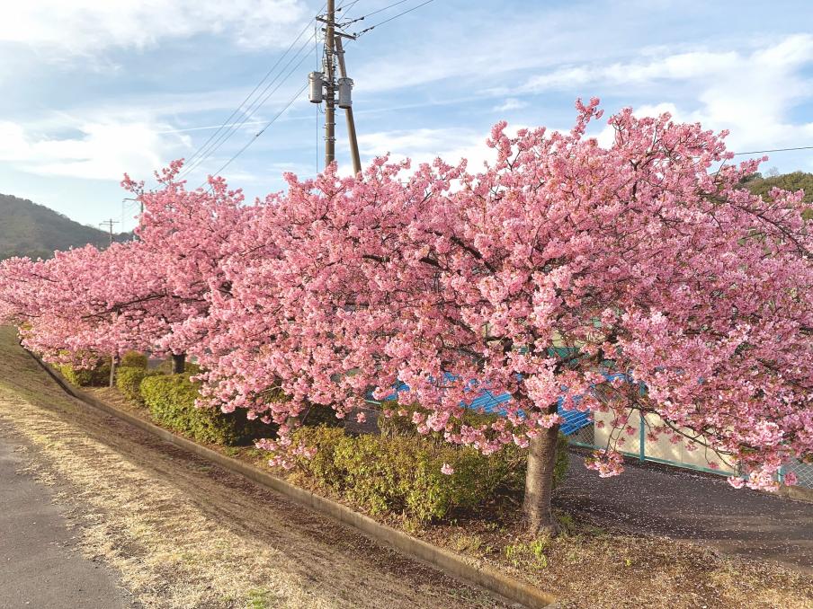 2024年2月20日の桜（伊豆中央高校前）