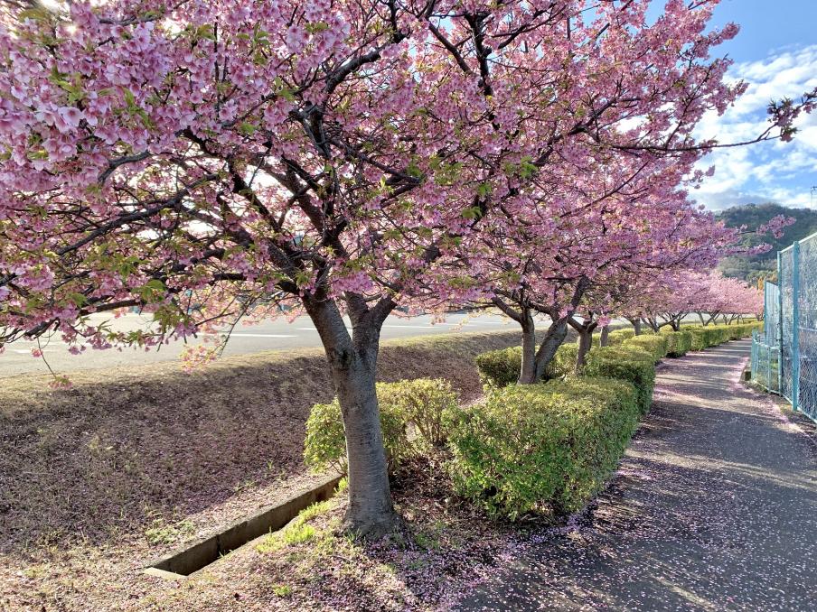 2024年2月26日の桜（伊豆中央高校前）