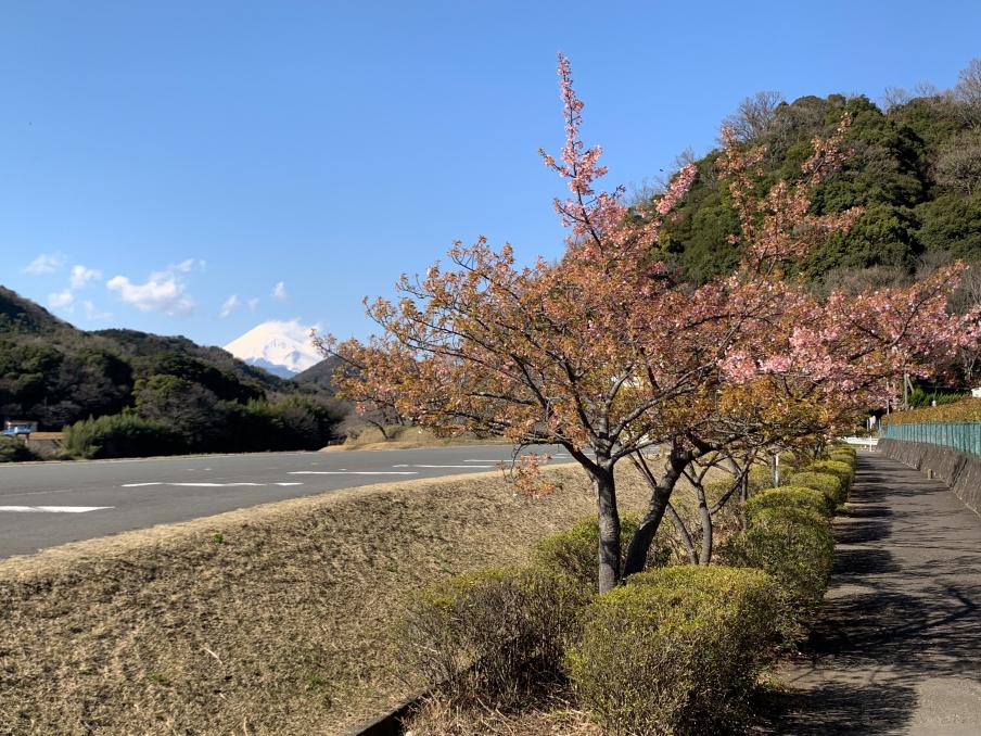 2024年3月4日の桜（伊豆中央高校前）