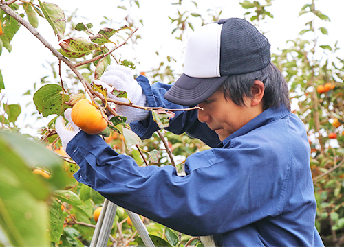 11月5日沼津特別支援学校伊豆田方分校1年生が柿収穫体験を実施2