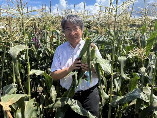 収穫したとうもろこしを手にする市長