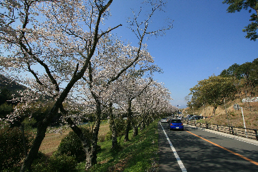 桜公園（現在）