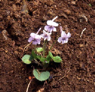 すみれの花の写真