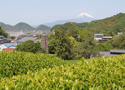 茶畑からの富士山