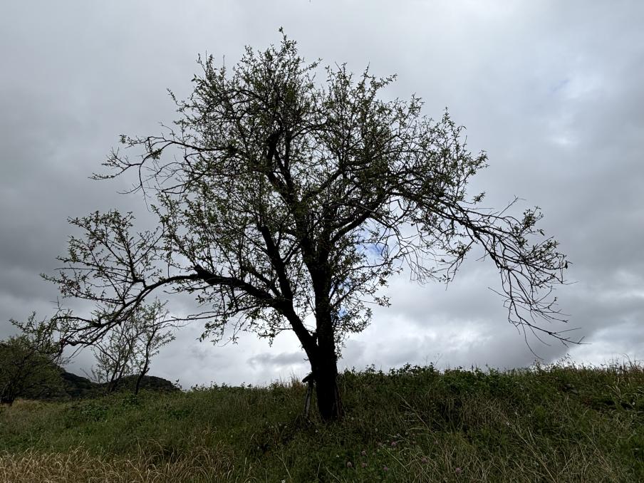 狩野川・古奈堤防のアーモンド（令和8年4月2日）