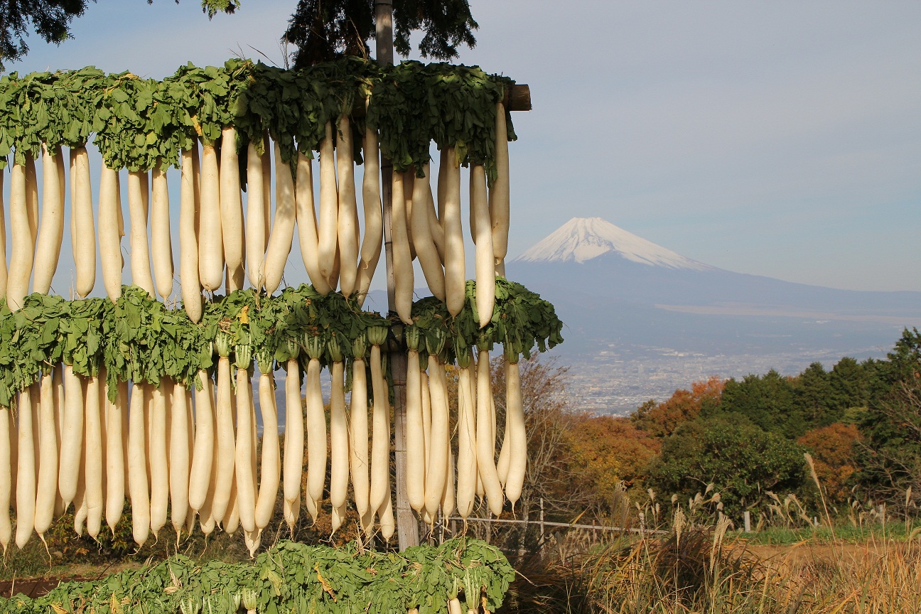 田中山大根干しの風景