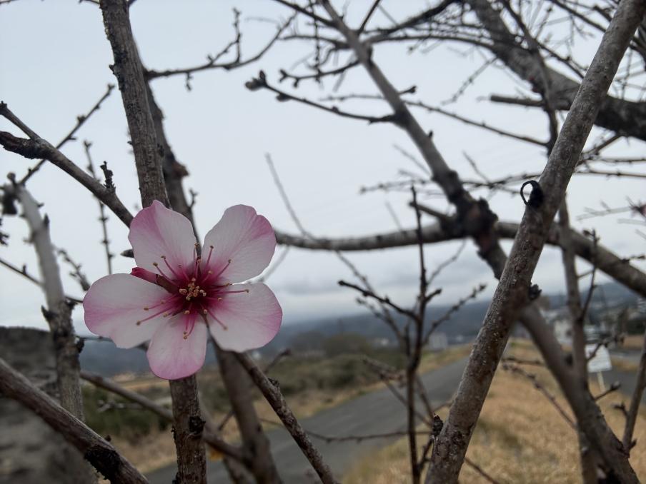 狩野川・古奈堤防のアーモンド（令和8年3月2日）