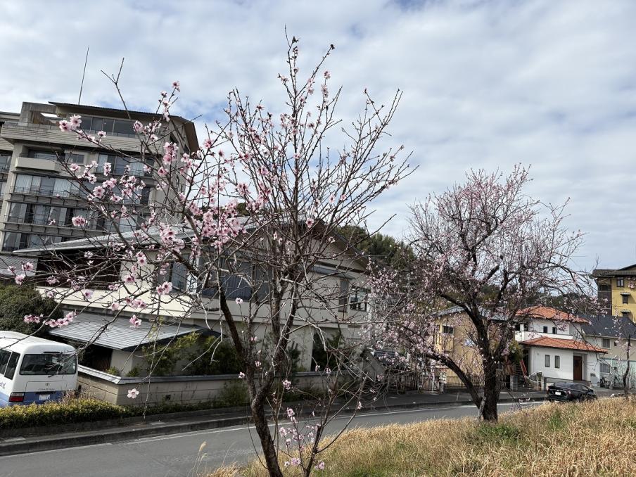 狩野川・古奈堤防のアーモンド（令和8年3月17日）