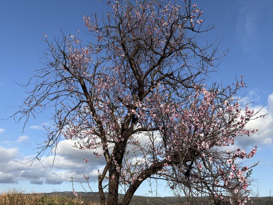 狩野川・古奈堤防のアーモンド（令和8年3月23日）