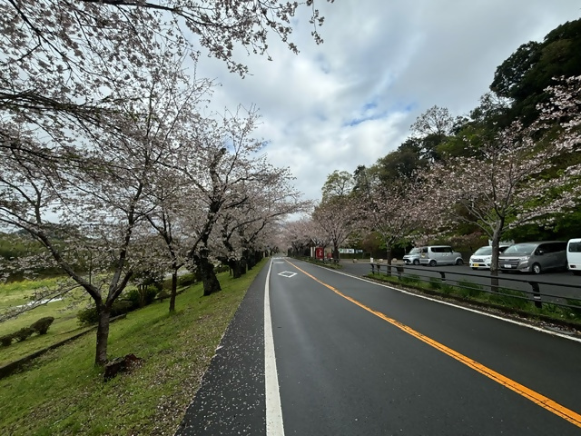 狩野川さくら公園のソメイヨシノ（令和8年4月2日）