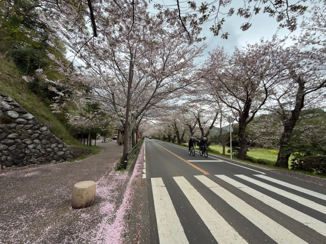 狩野川さくら公園のソメイヨシノ（令和8年4月9日）