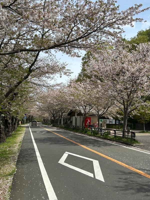 狩野川さくら公園のソメイヨシノ（令和8年4月9日）