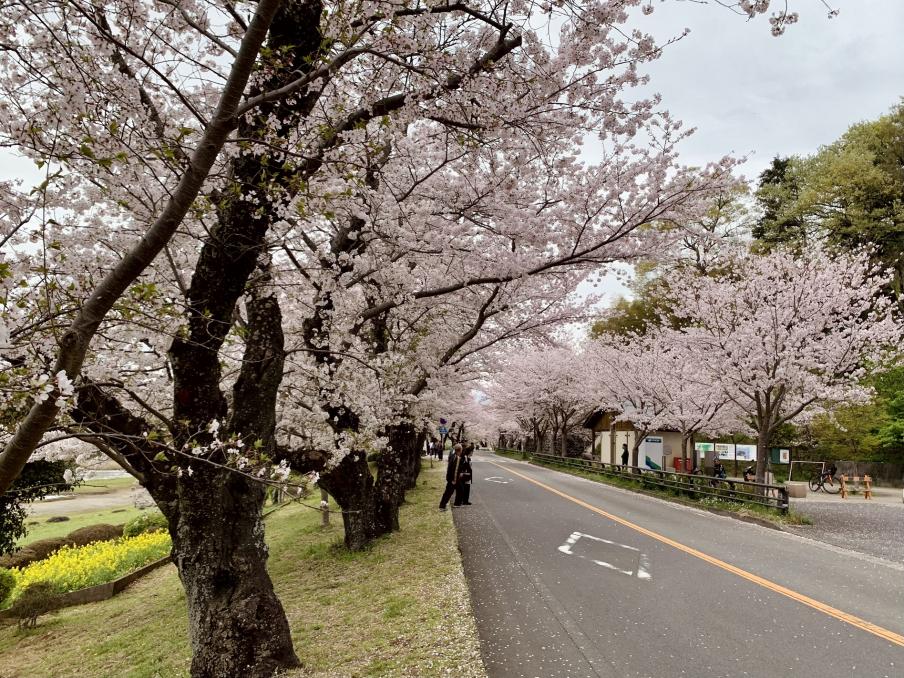 2024年4月8日のソメイヨシノ（狩野川さくら公園）