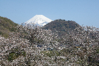 狩野川さくら公園1