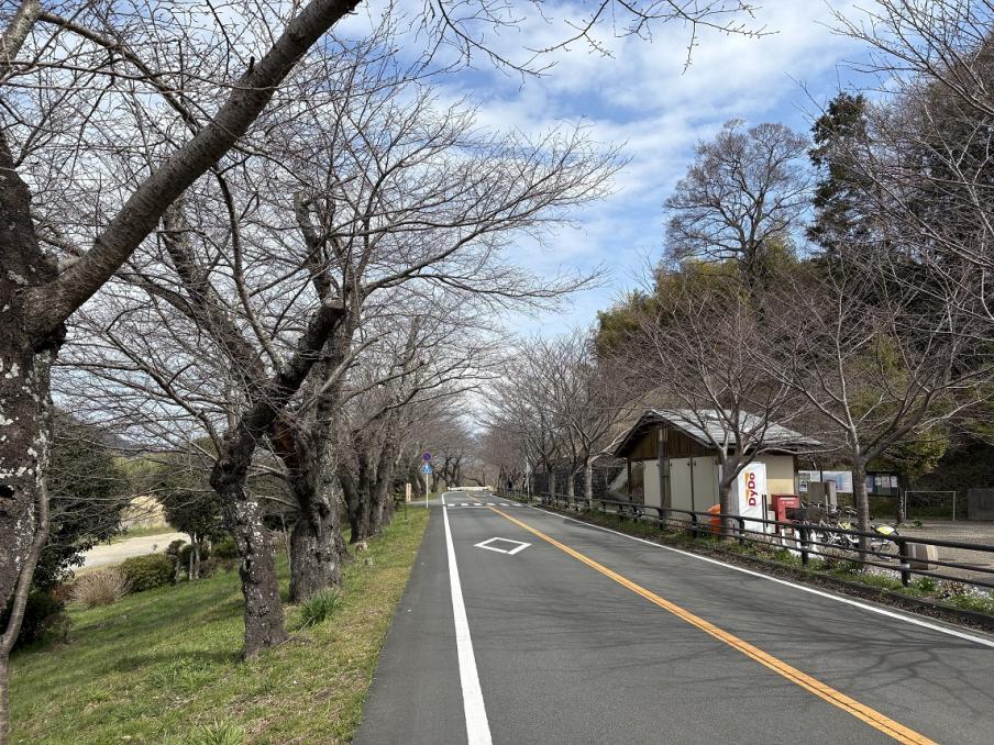 狩野川さくら公園のソメイヨシノ（令和8年3月17日）