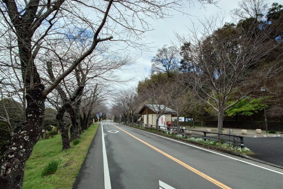 狩野川さくら公園のソメイヨシノ1（令和8年3月19日）