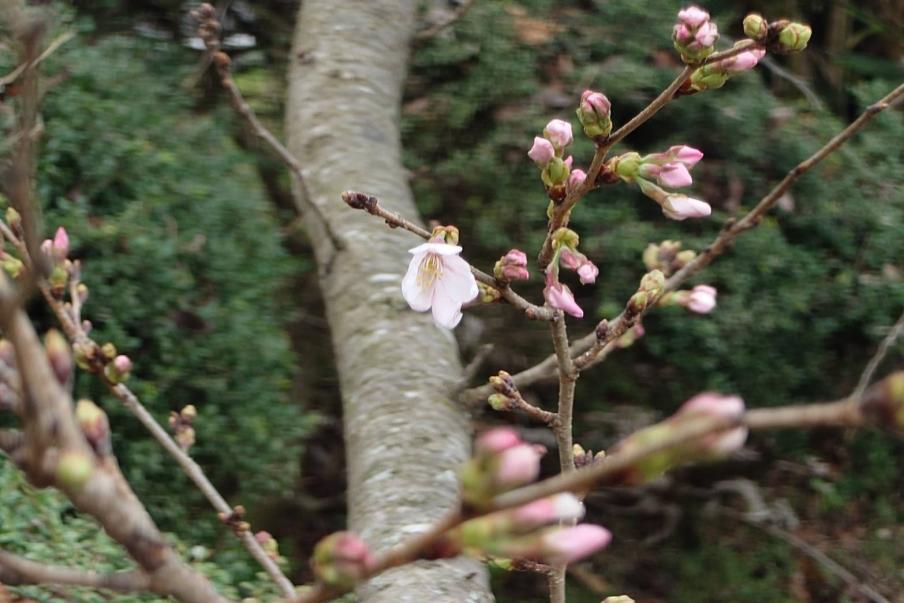 狩野川さくら公園のソメイヨシノ2（令和8年3月19日）