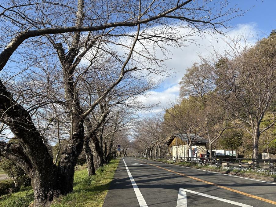 狩野川さくら公園のソメイヨシノ1（令和8年3月23日）