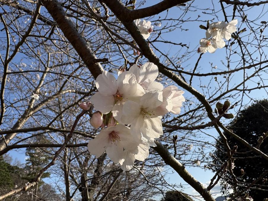 狩野川さくら公園のソメイヨシノ2（令和8年3月23日）