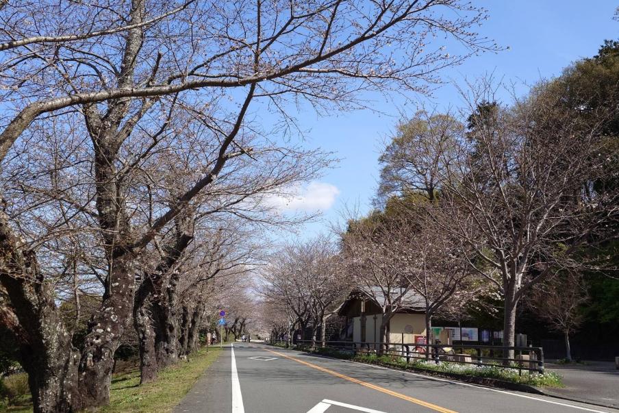 狩野川さくら公園のソメイヨシノ（令和8年3月27日）