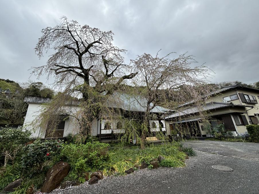 龍源院のシダレザクラ（令和8年4月2日）