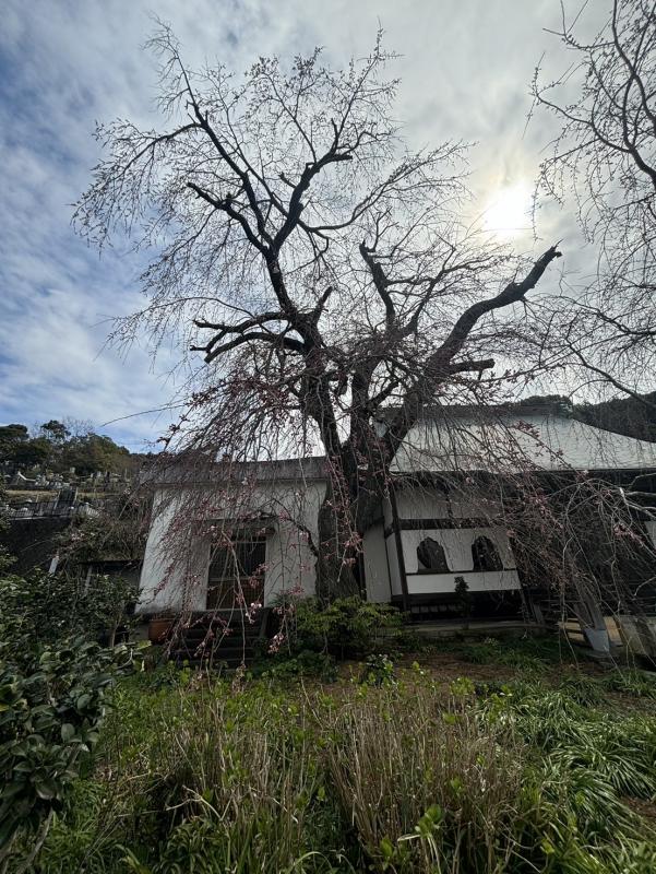 龍源院のシダレザクラ1（令和8年3月17日）