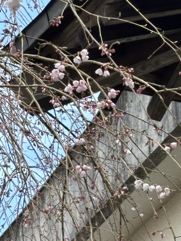 龍源院のシダレザクラ2（令和8年3月17日）