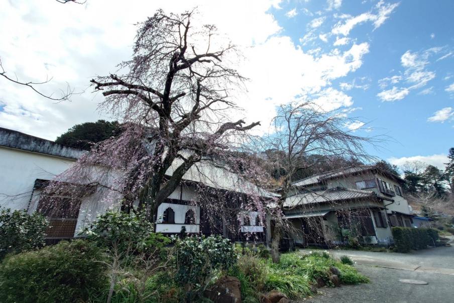 龍源院のシダレザクラ（令和8年3月19日）