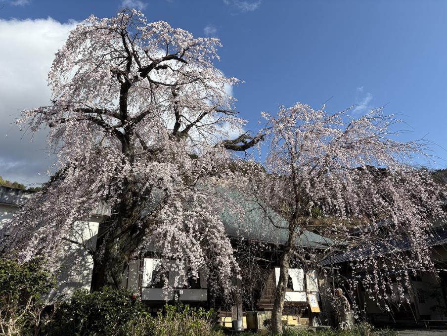 龍源院のシダレザクラ（令和8年3月23日）