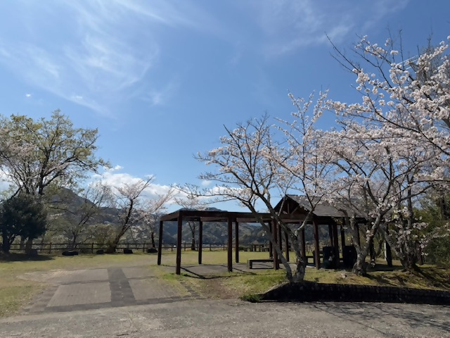 源氏山公園のソメイヨシノ（令和8年4月3日）
