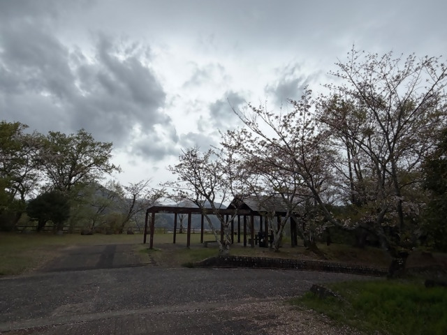 源氏山公園のソメイヨシノ（令和8年4月7日）