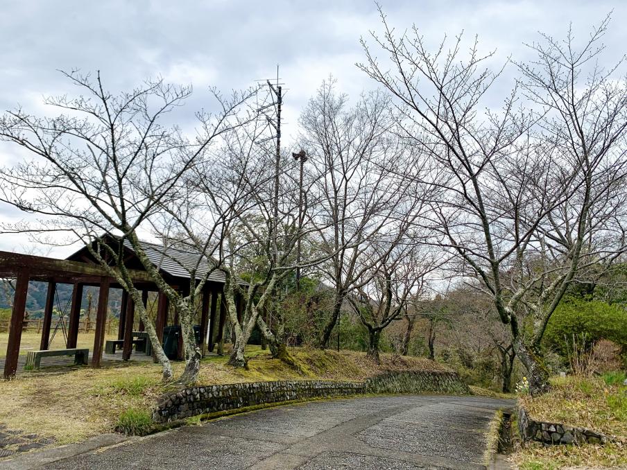 2024年3月28日のソメイヨシノ（源氏山公園）