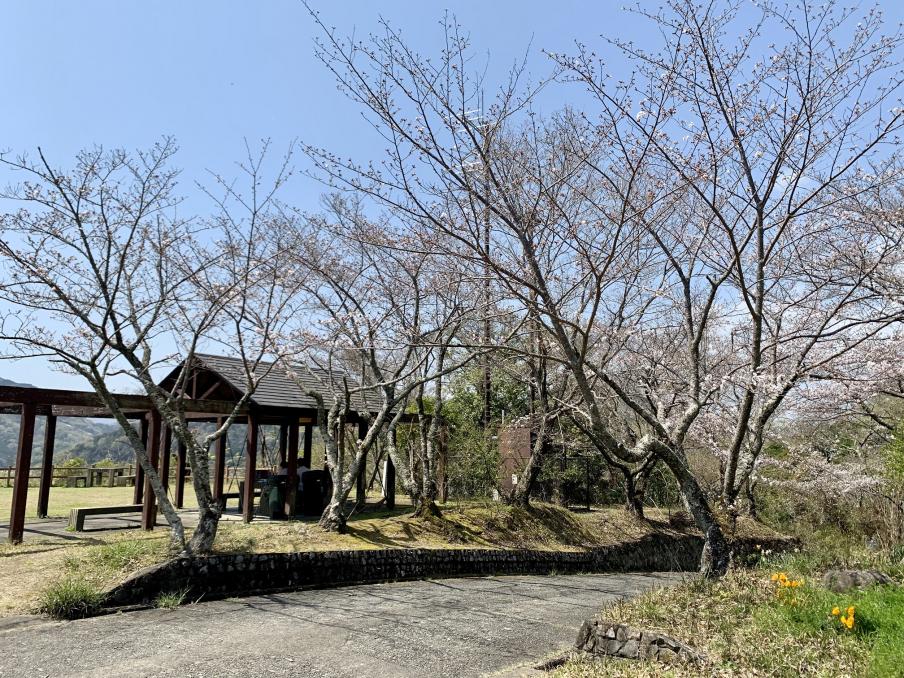 2024年4月1日のソメイヨシノ（源氏山公園）