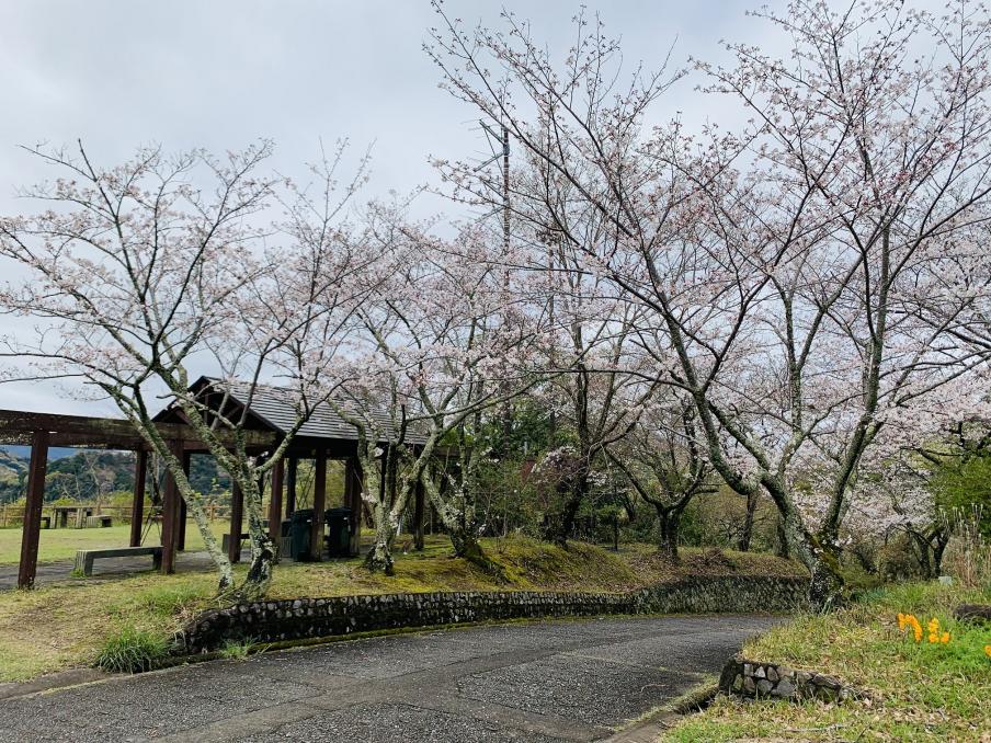 2024年4月4日のソメイヨシノ（源氏山公園）