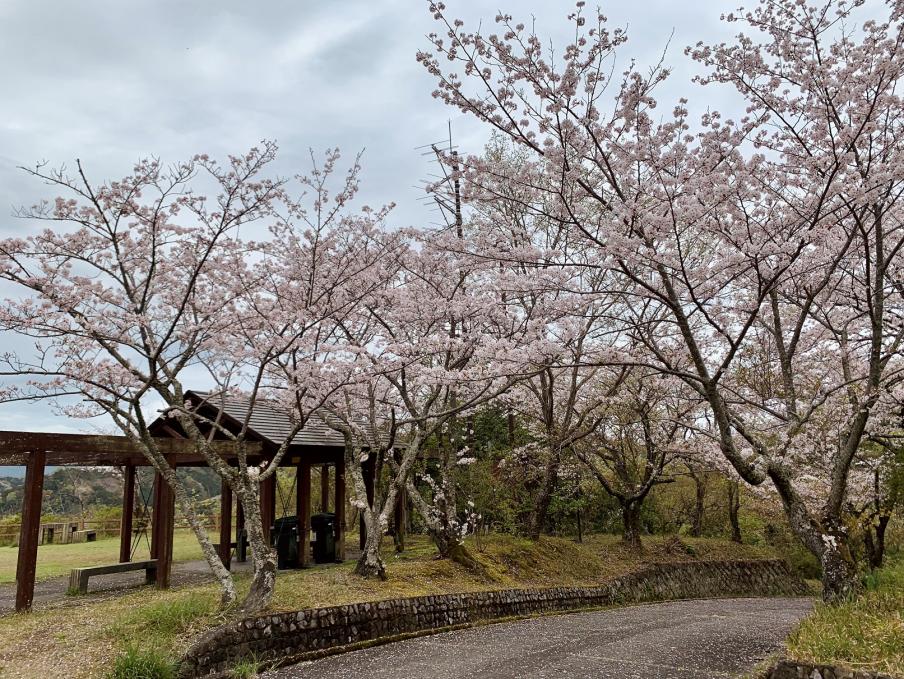 2024年4月8日のソメイヨシノ（源氏山公園）