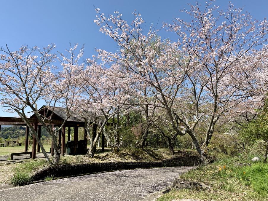 2024年4月10日のソメイヨシノ（源氏山公園）