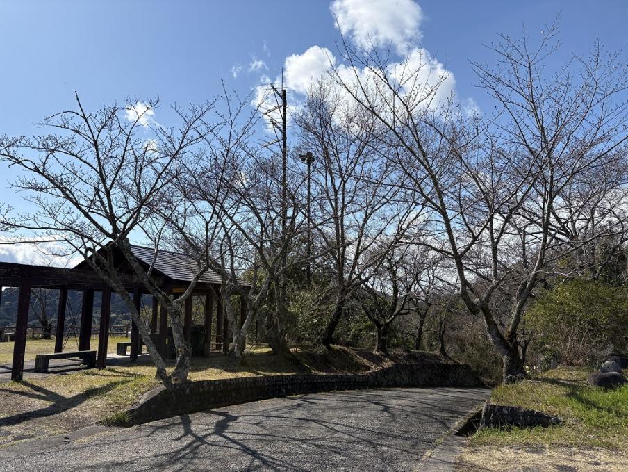源氏山公園のソメイヨシノ1（令和8年3月23日）