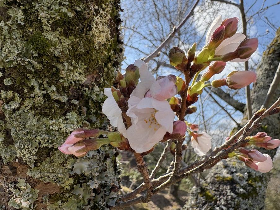 源氏山公園のソメイヨシノ2（令和8年3月23日）