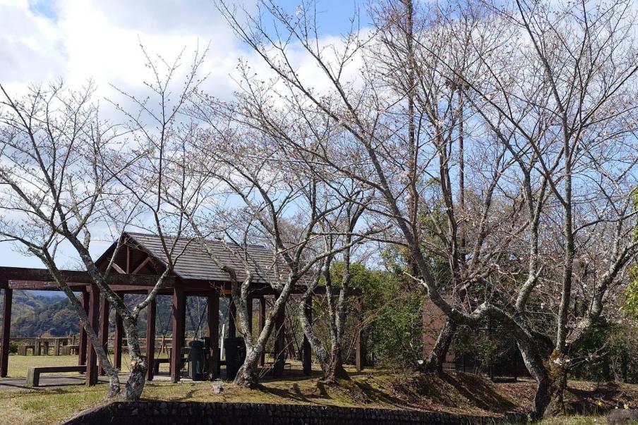 源氏山公園のソメイヨシノ（令和8年3月28日）