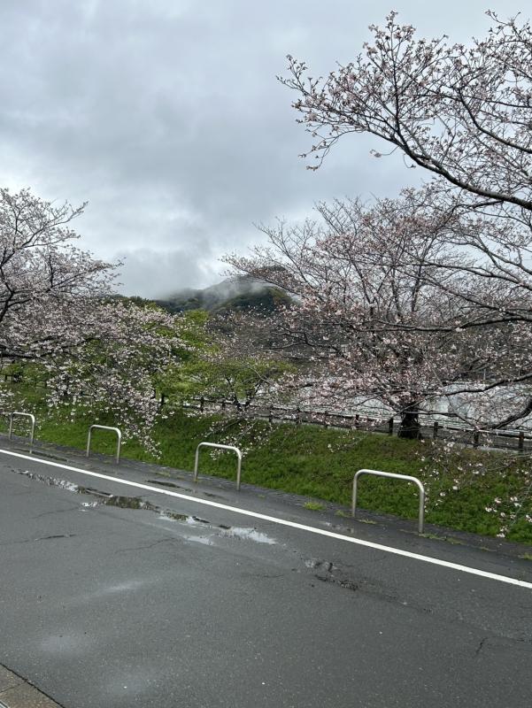 江間いちご狩りセンターのソメイヨシノ（令和8年4月2日）