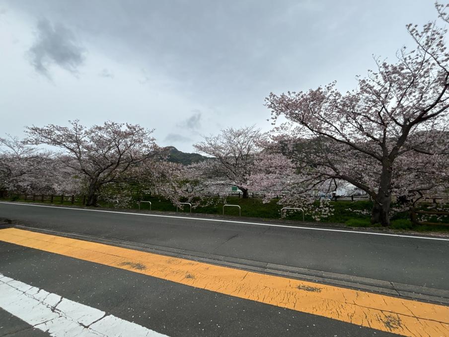 江間いちご狩りセンターのソメイヨシノ（令和8年4月7日）