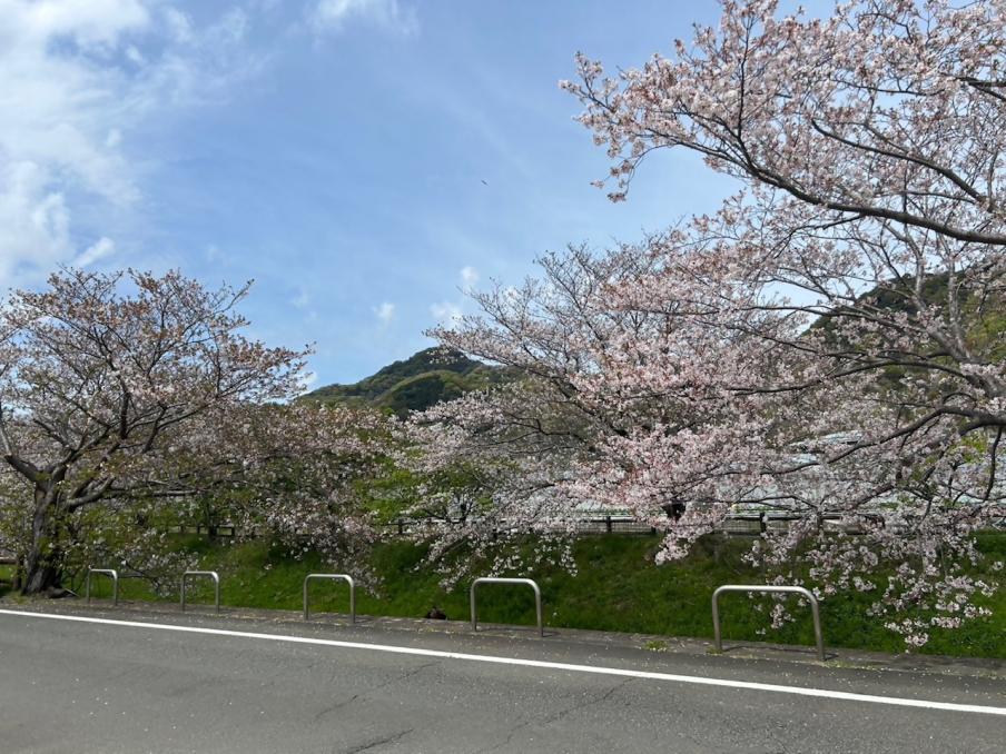 江間いちご狩りセンターのソメイヨシノ（令和8年4月9日）