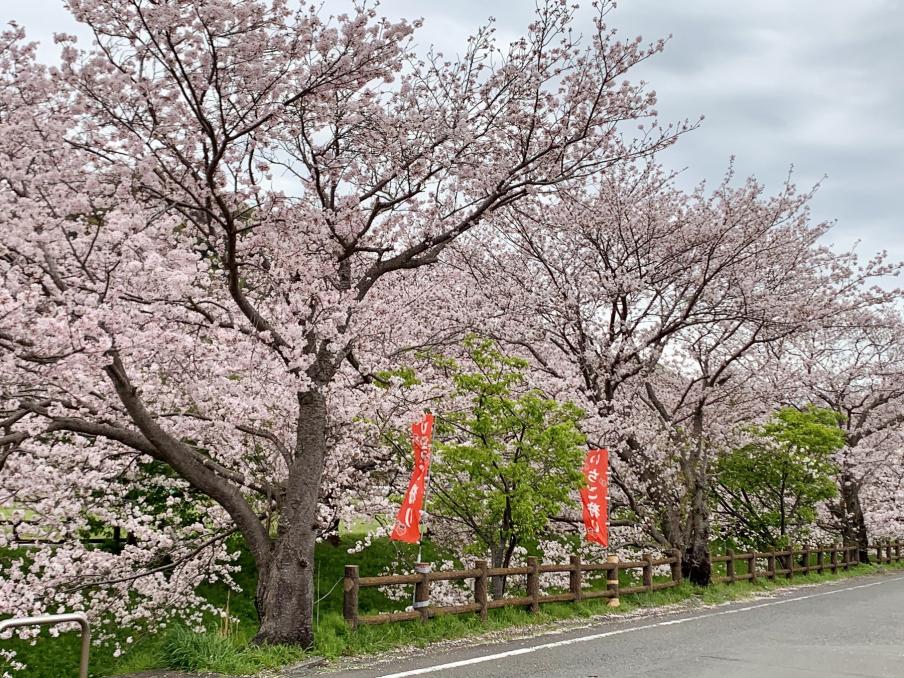 2024年4月8日のソメイヨシノ（江間いちご狩りセンター）