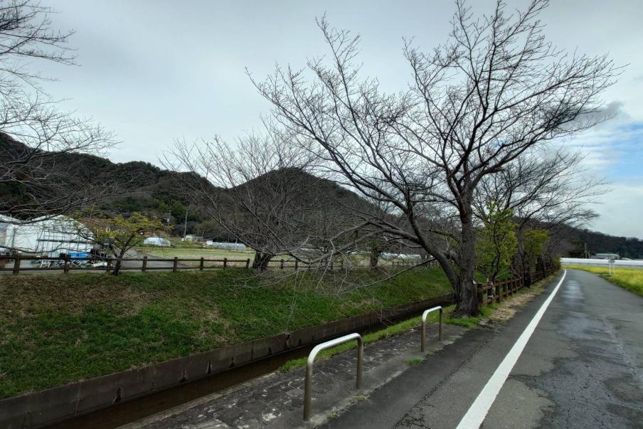 江間いちご狩りセンターのソメイヨシノ（令和8年3月19日）