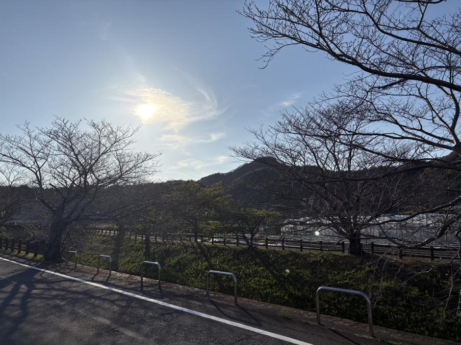 江間いちご狩りセンターのソメイヨシノ1（令和8年3月23日）