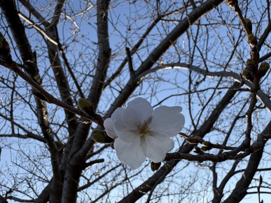 江間いちご狩りセンターのソメイヨシノ2（令和8年3月23日）