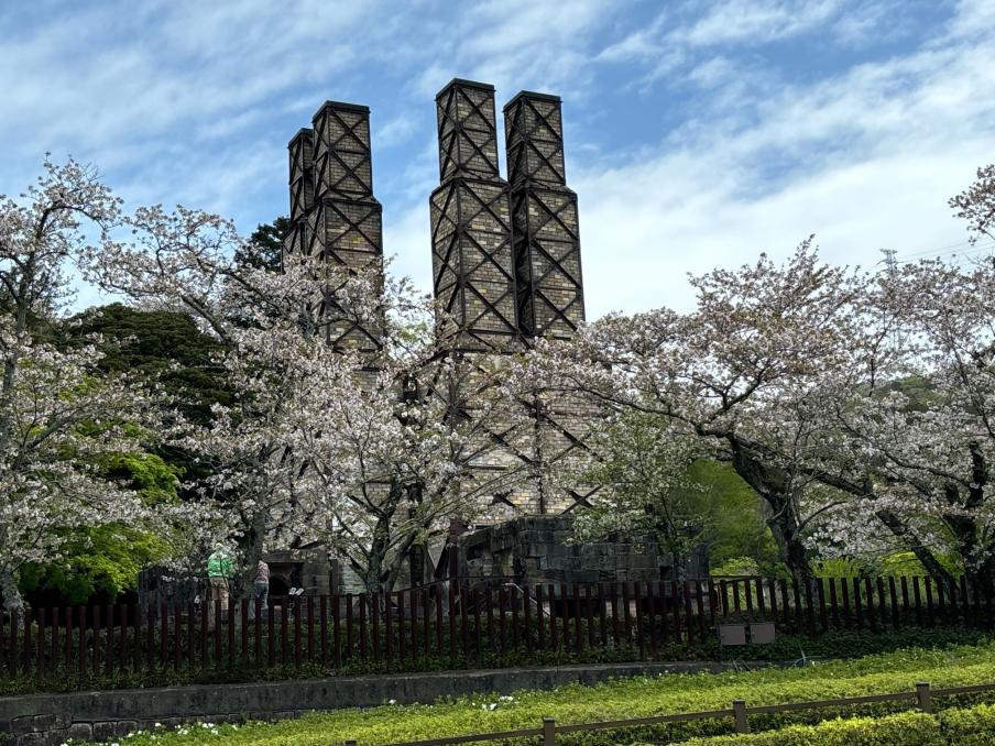 韮山反射炉のソメイヨシノ（令和8年4月7日）
